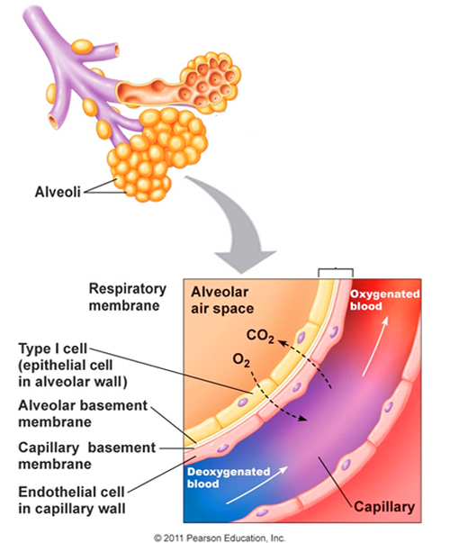 blood air barrier 