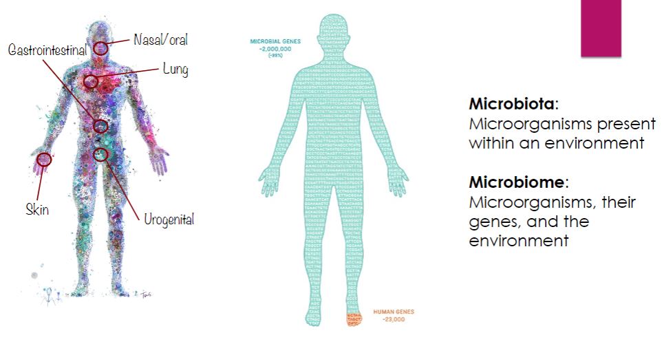 <p>-In 2001, renowned microbiologist and Nobel laureate Joshua Lederberg coined the term microbiome to describe all the microbes &quot;that literally share our body space.&quot; Very few scientists at that time would have predicted the profound impact the discoveries made over the next two decades would have on our understanding of human physiology, pathophysiology, and what it means to be human. We have learned that humans cannot live a normal life without their microbial partners-that we are holobionts: hosts and microbes living together, and importantly, evolving together. After all, the average adult carries about three times more microbial cells (1014) than human somatic cells (average about 4 × 10¹³). With a combined microbial contribution of over 8 million protein-encoding genes (as compared to our roughly 22,000 genes), we have come to realize that many of these gene products serve essential functions our genome cannot provide.</p><p>Without technological advances associated with next-generation nucleotide sequencing and metagenomics, we would still know very little of our microbiomes, also known as normal microbiota. Through the application of these techniques, the many thousands of metagenomes derived from multiple body sites from hundreds of healthy volunteers have been sequenced. These data demonstrate that there is no single healthy microbiome. Rather, each person harbors a unique collection of microorganisms that assemble from a lifetime of interaction with their environment, diet, medications, and many other factors. We thus begin the chapter with the story of human colonization by their microbial partners.</p>