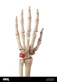 <p><span>between </span>lunate bone<span> and </span>pisiform<span> bones</span></p>