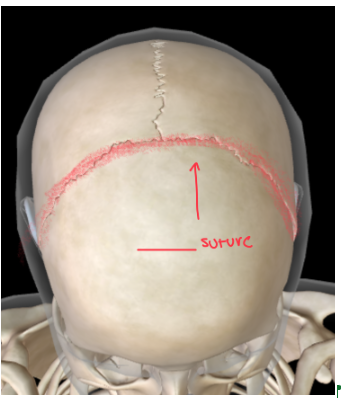 <p>This is the suture that <strong>DIVIDES THE FRONTAL AND PARIETAL</strong> bones </p><ul><li><p>It’s another word for the frontal plane that <strong>cuts ANTERIOR AND POSTERIOR </strong></p></li><li><p>This picture is FACING TOP </p></li></ul><p></p>