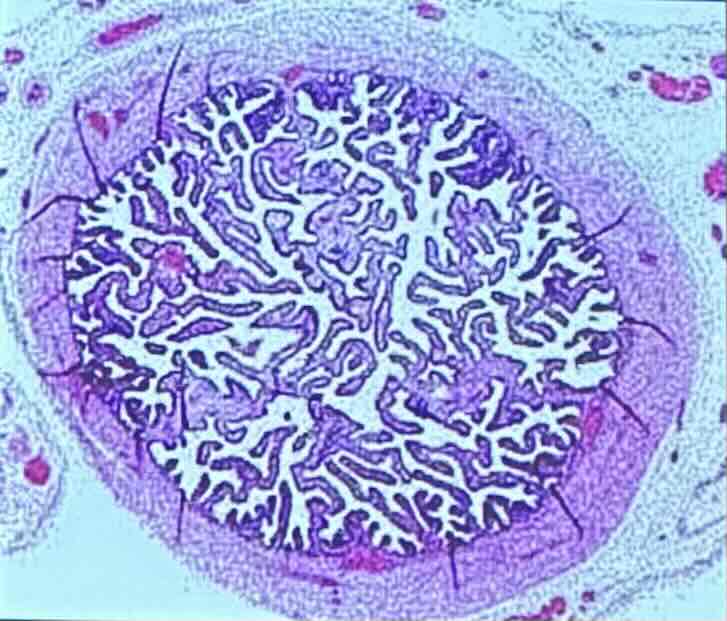 <p>the mucosa of the uterine tube is highly folded with 2 types of cells:</p><ul><li><p>ciliated cells</p></li><li><p>nonciliated cells</p></li></ul>