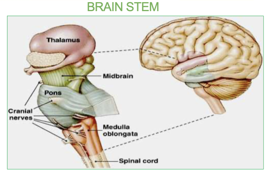<ul><li><p>it is the <strong>origin of cranial nerves</strong> and located in the brainstem.</p></li></ul><p><em>In the middle of the midbrain and the </em><strong><em>medulla</em></strong><em>.</em></p>