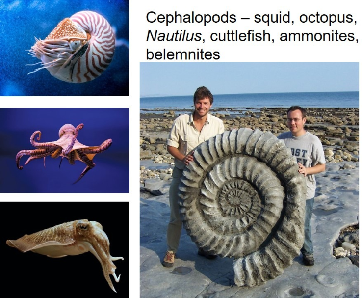 <p>Mollusks</p><ul><li><p>Soft body, sometimes calcite shell</p></li><li><p>Bivalva: two parts to shells; e.g. clams, oysters, mussels</p></li><li><p>Gastropoda: “stomach foot”; e.g. snails, slugs</p></li><li><p>Cephalopoda: mollusks w/ tentacles; e.g. octopus, squid, cuttlefish</p><ul><li><p>Ammonites & Nautiloids</p></li><li><p>Belemnites: cigar-shaped shell inside bodies</p></li></ul></li></ul><p></p>