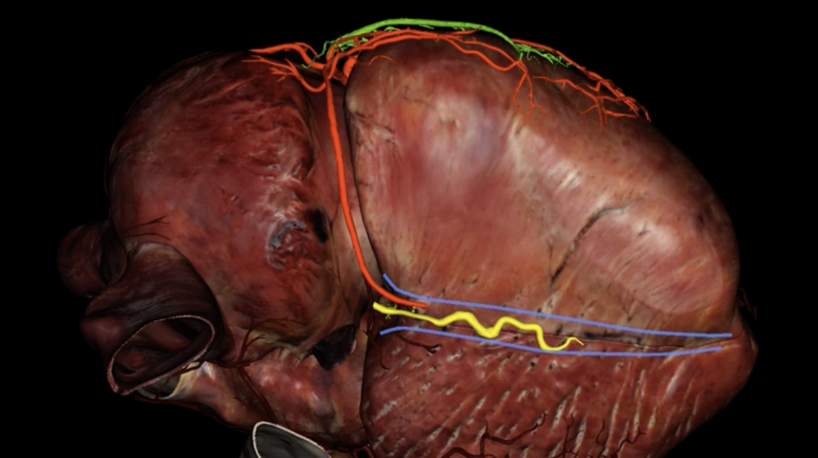 <p>What is highlighted in yellow?</p>