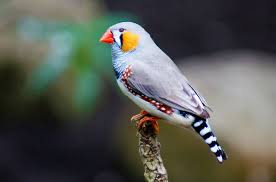 <p>What are the main features of birds?</p>