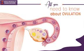 <p><span style="color: green"><strong>releases</strong></span> <span style="color: blue"><strong>eggs ( oocytes ) </strong></span>that it produced</p><p>( ovulation ) </p><img src="https://lh7-rt.googleusercontent.com/docsz/AD_4nXel8vFNuHhJP5BoGBPoUKEAJ4fKqXsIC7ElzH3-gCthGopSdPRzWgs8-SVjl4TSPHLoq9n3BwqF2Grgq0-6SVnZVhnWowG2N9k_LlWWfwKARJ5M3-zdQ1tURuHkCpX2ntG9E4ySUg?key=0NmS09b7DSVt44FZoYhqRUdh" data-width="100%" data-align="center"><p></p>
