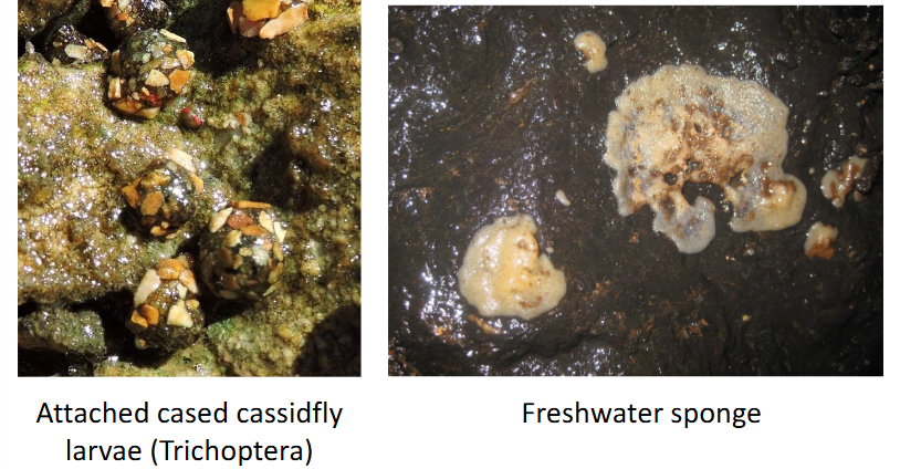 <p>Attachment mechanisms of macroinvertebrates and other aquatic biota</p>
