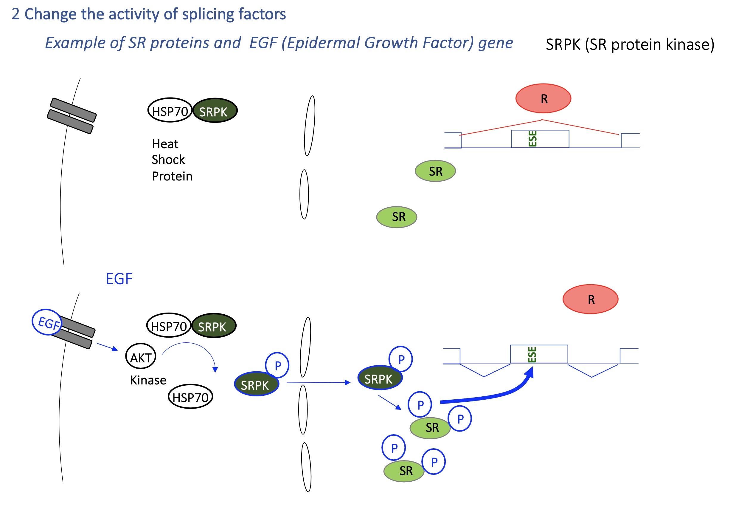 <p><strong>SRPK kinases</strong> (activated by EGF signaling) phosphorylate SR proteins, affecting localization to translocate inside nucleus and activate splicing activity</p><ul><li><p><strong>Heat shock</strong> → activates HSP70 → changes SR protein phosphorylation → global splicing reprogramming.</p></li><li><p><strong>EGF/AKT pathway</strong> → activates SRPK kinases → SR proteins phosphorylated → new exon inclusion pattern.</p></li></ul><p></p>