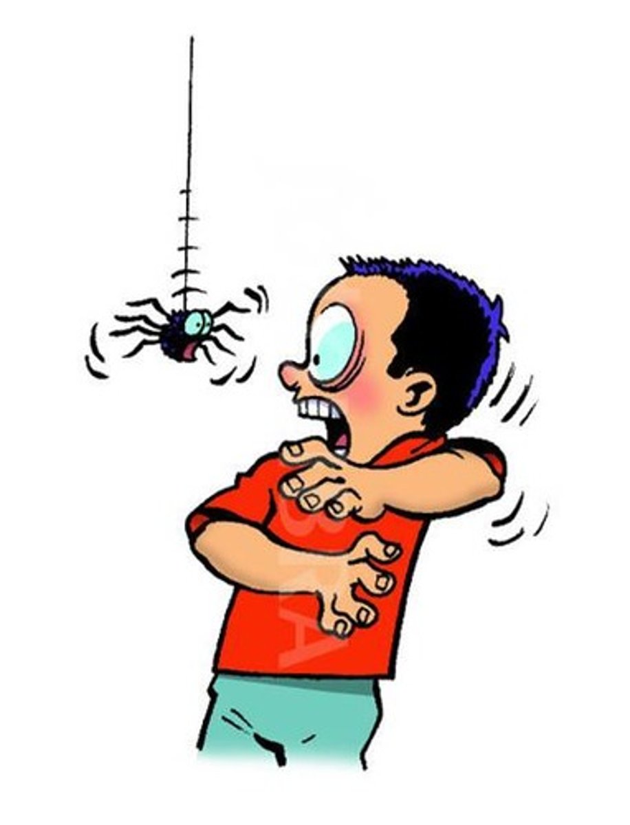 <p>to be afraid of spiders</p>