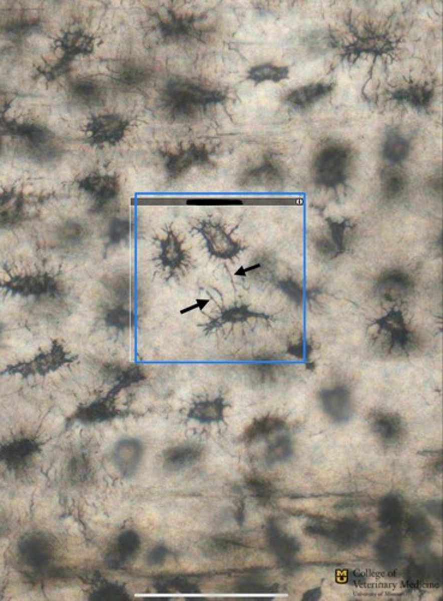 <p>What stature is shown within the box?</p><p>What tissue is this from?</p>