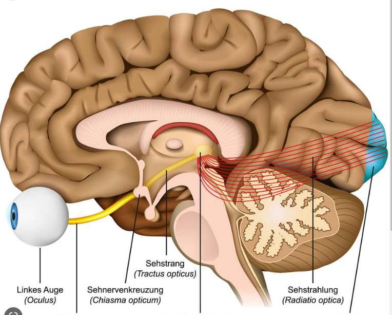 zenuw, type, functie, craniale foramen