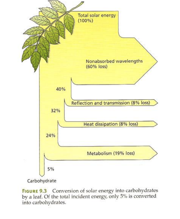 <p>Only _____ amount of _____ energy is converted to carbohydrates</p>