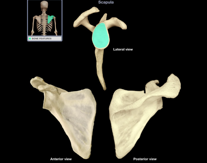 <p>Glenoid fossa of scapula</p>