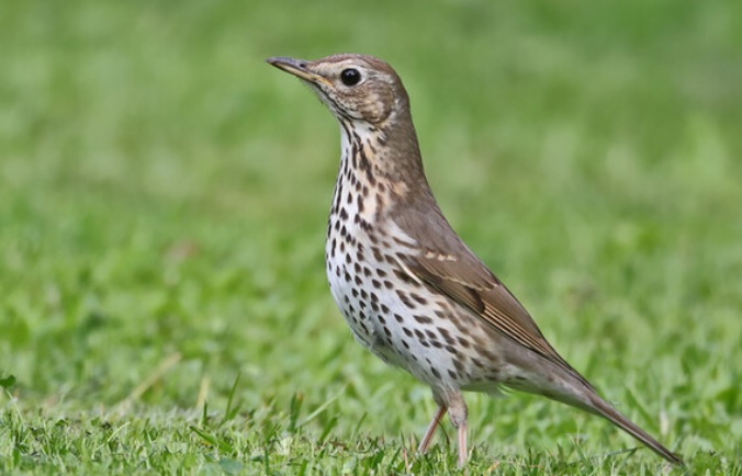 <p>zařaď živočicha do systému</p><p>Třída - řád - čeleď - druh čeština (latina)</p>