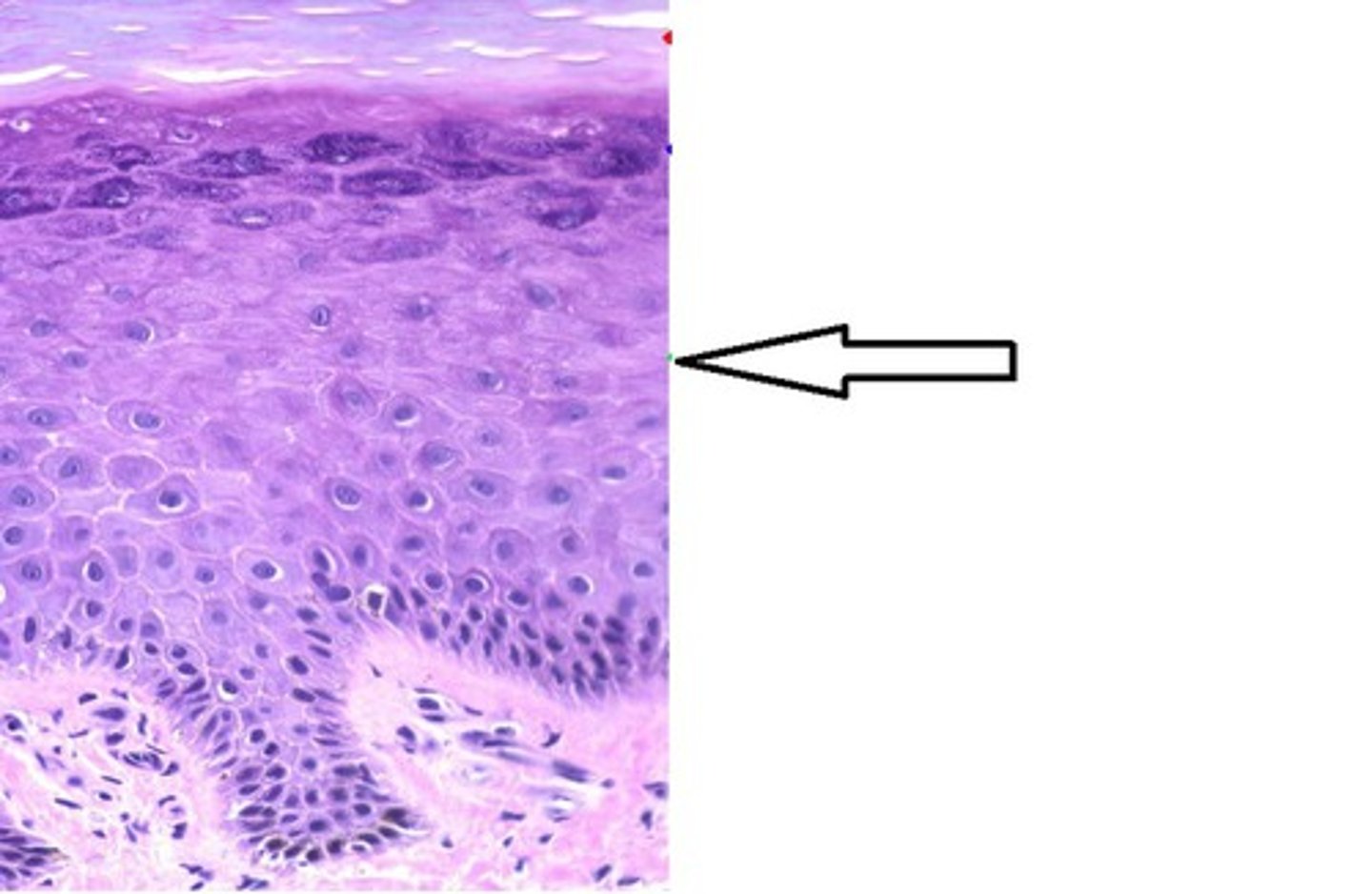 <p>a layer of the epidermis that provides strength and flexibility to the skin</p>