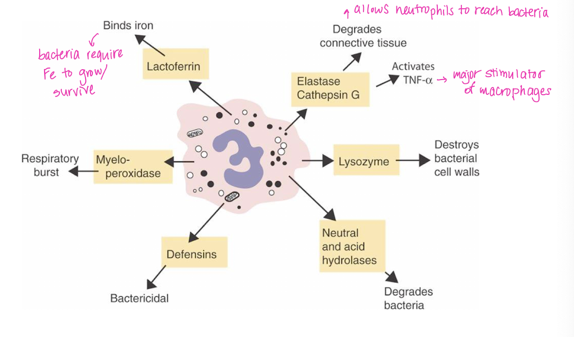 <ul><li><p>Lactoferrin → binds iron</p></li><li><p>Collagenase → degrades connective tissue</p></li><li><p>Lysozyme → destroys bacterial cell walls</p></li></ul><p></p>
