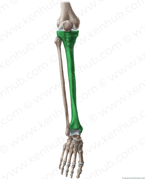 <p>What bone is this?</p>