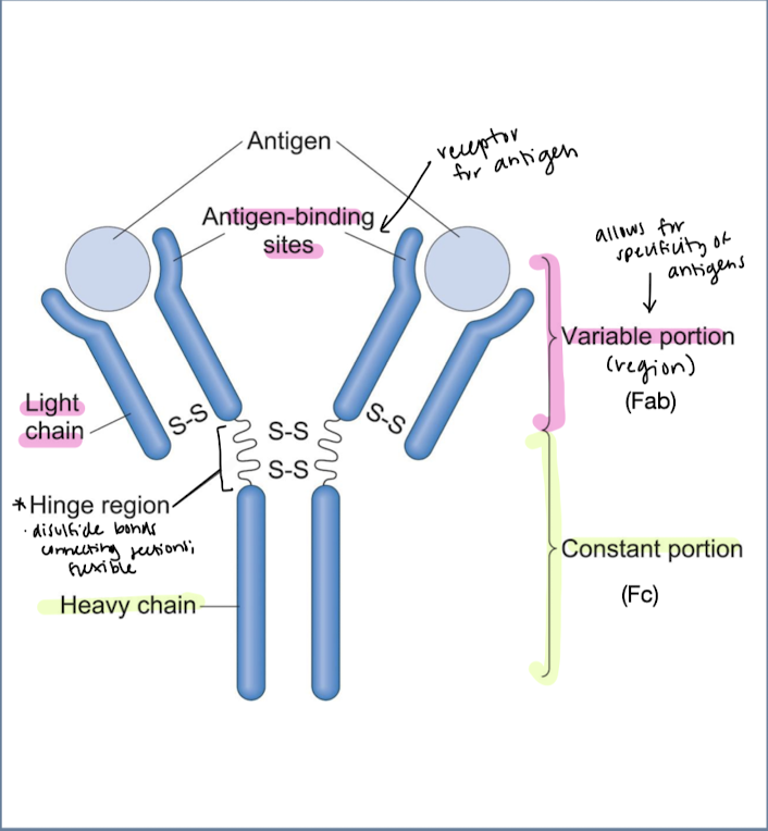 <ul><li><p>Variable portion/fragment of antigen binding (Fab) - allows for specificity of antigens</p><ul><li><p>antigen binding sites, light chain</p></li></ul></li><li><p>Hinge region - disulfide bonds connecting sections; flexible</p></li><li><p>Constant portion/ cyrstallizable fragment (Fc) - heavy chain; turns off activity once foreign body is removed </p></li></ul><p></p>