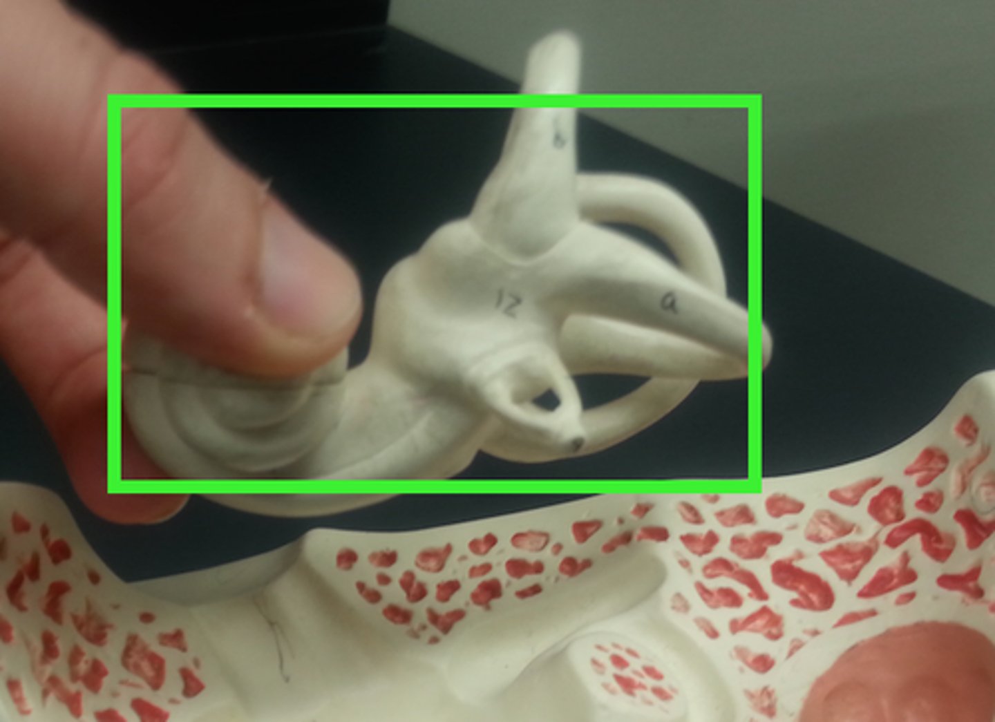 <p>series of interconnected cavities within the temporal bone of inner ear that houses the organs for hearing and balance; protects the delicate inner ear structures, forming a rigid shell for the membranous labyrinth</p>