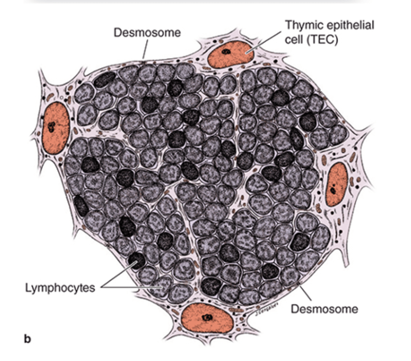 <p>How are Squamous TECs (type I epithelioreticular cells) connected to each other?</p>