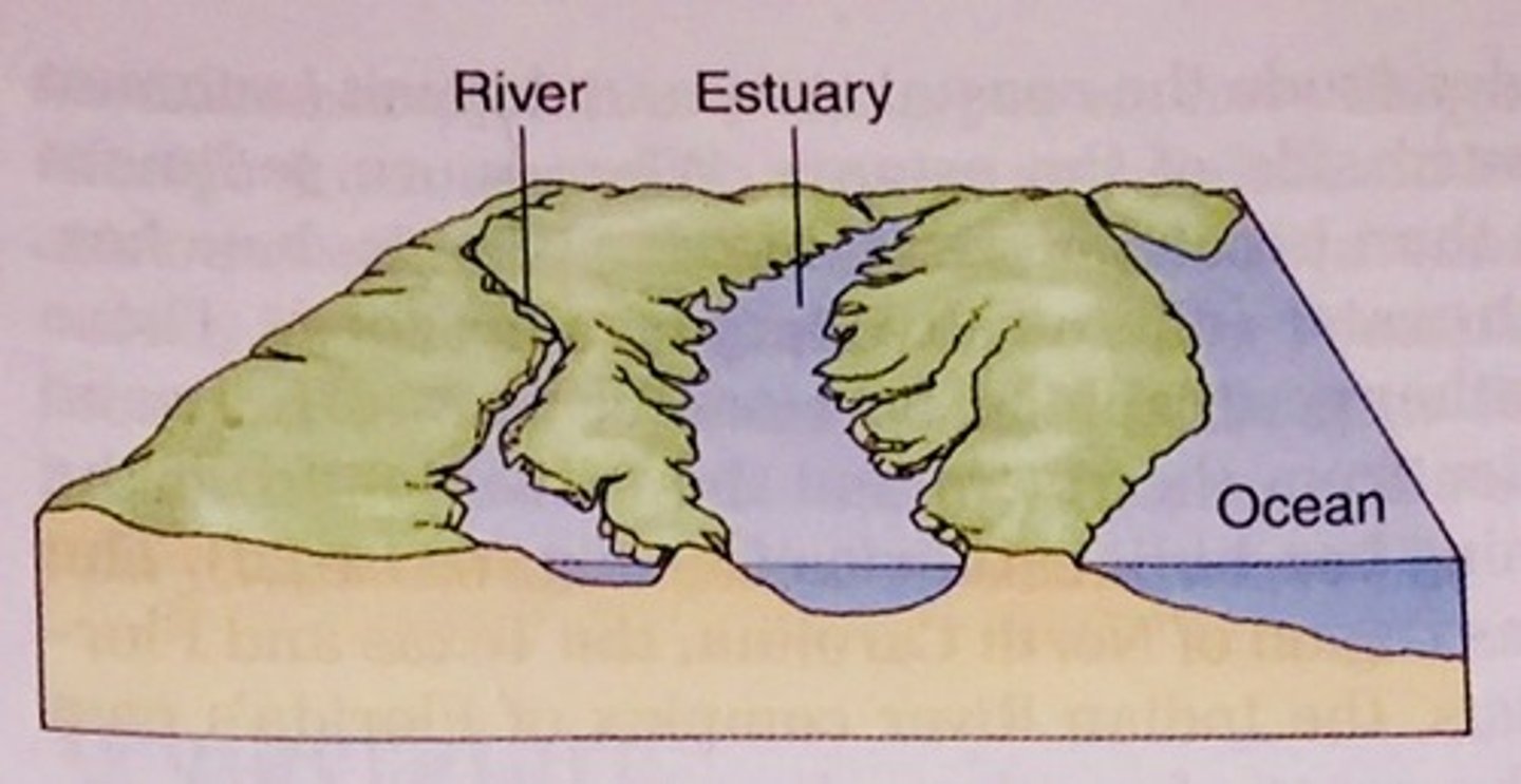 <p>an estuary formed between glacial periods, when water from melting glaciers raises the sea level and floods coastal plains and low-lying rivers (aka coastal plain estuary)</p>