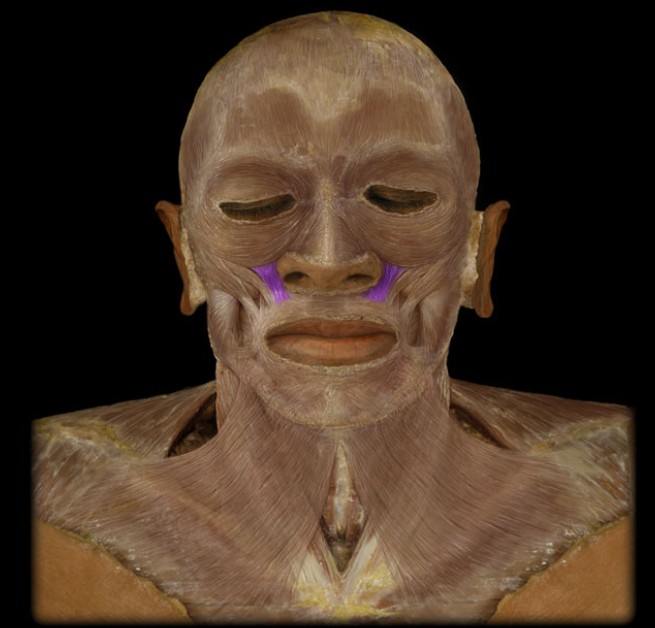 <ul><li><p>Action: Elevation of upper lip (sneer)</p></li><li><p>Origin: Maxilla, Zygomatic bone</p></li><li><p>Insertion: muscles of upper lip</p></li><li><p>Innervation: Facial nerve (CN VII)</p></li></ul><p></p>