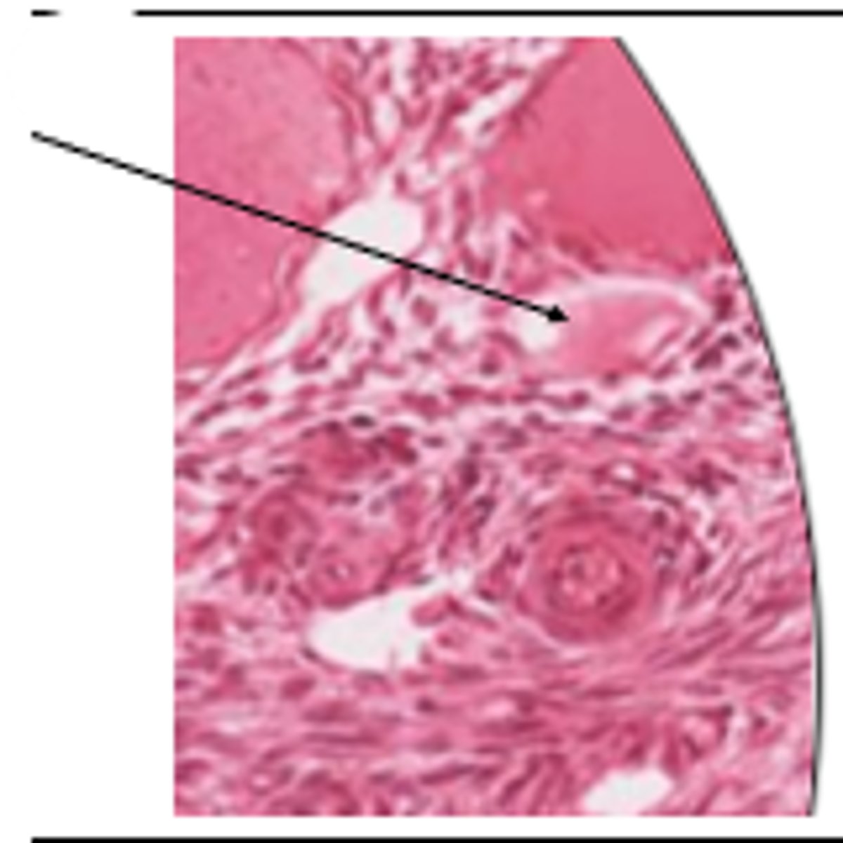 <p>cell and organ?</p>