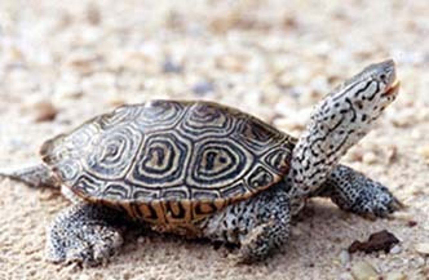 <p>(Malaclemys terrapin)</p>