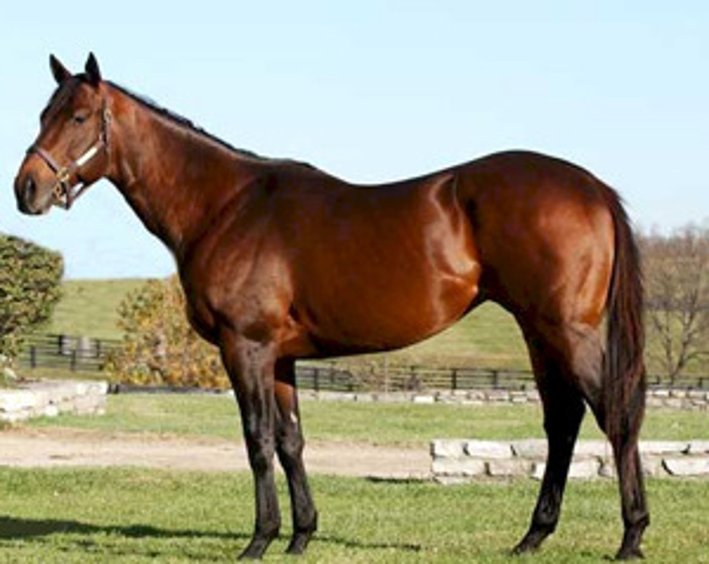 <p>A racehorse belonging to a breed that originated from a cross between Arabian stallions and English mares</p>