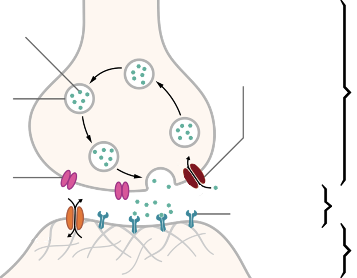 <ol><li><p></p></li></ol><p>a) Label the diagram of a chemical synapse (3 marks)</p><p>b) Describe the sequence of events (including the result) that occur at a chemical synapse when an action potential arrives. Use (choose a specific example) of either an excitatory neurotransmitter OR an inhibitory neurotransmitter in your description (4+ marks)</p>