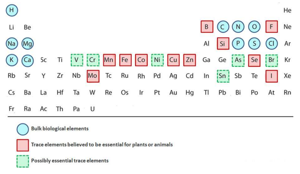 <p>Include carbon, hydrogen, oxygen, nitrogen, minerals, and electrolytes like sodium, potassium, and calcium</p>
