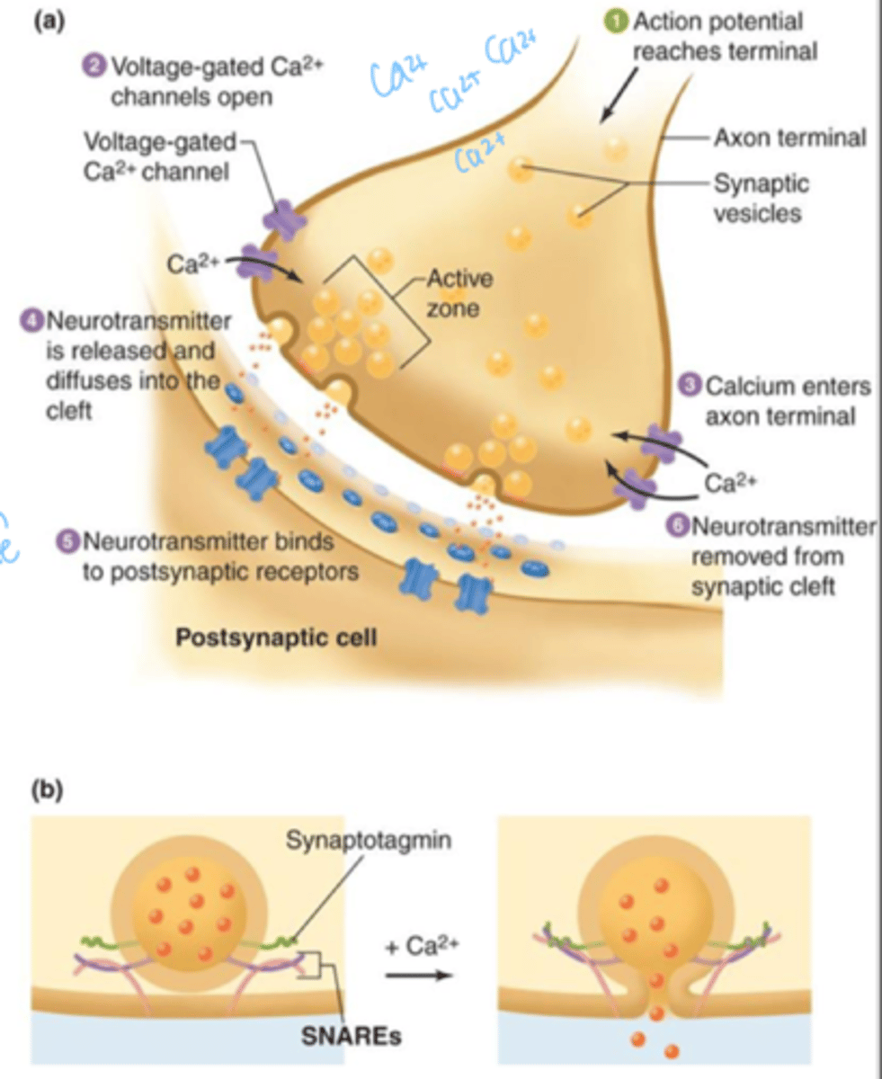 <p>chemical messengers that cross the synaptic gaps between neurons</p>