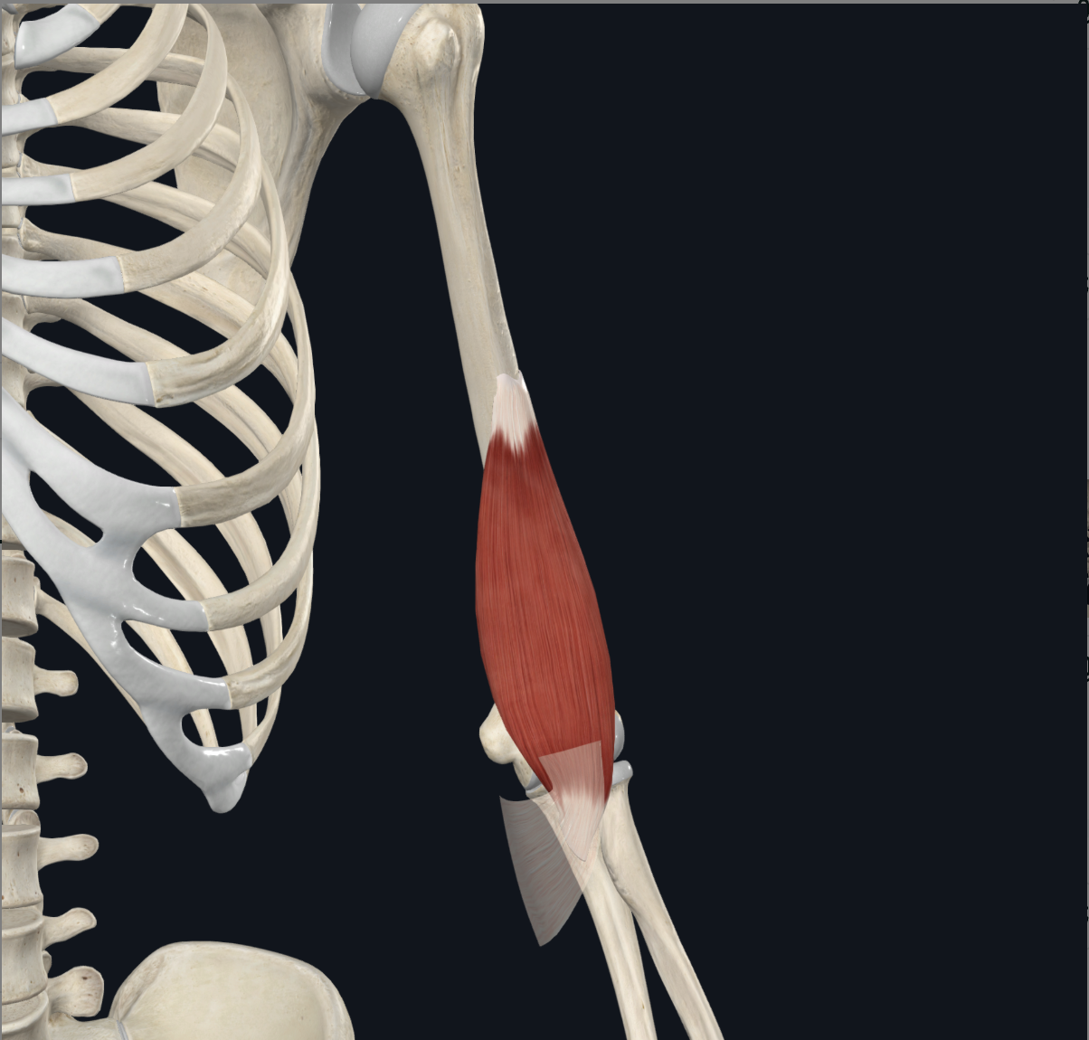 <p>the anterior surface of the medial/distal humerus</p>