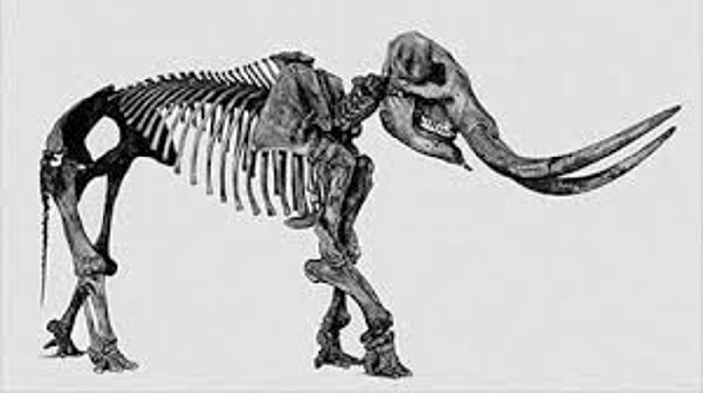 <p>(a)Tuyệt chủng</p><p>The Tasmanian tiger was declared extinct in 1936.</p>