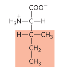 <p>Ile, I, nonpolar </p>