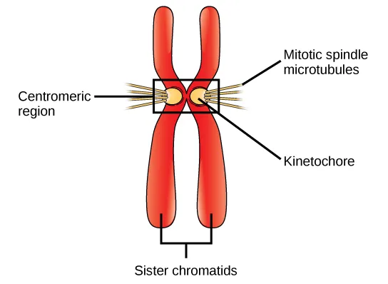 <p><span>During mitosis, they form a macromolecular structure known as the mitotic spindle that is </span>responsible for the accurate segregation of chromosomes between the two daughter cells</p>