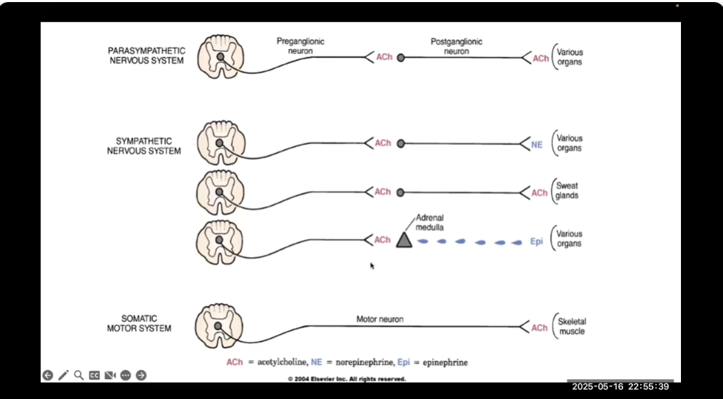 <ul><li><p>Acetylcholine: Most peripheral NS junctions (present everywhere (PNS, SNS, Somatic motor)</p></li><li><p>Norepi: released by postganglionic of SNS</p></li><li><p>Epinephrine: released by adrenal medulla</p></li></ul><p>LOOK at Picture </p>