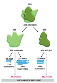 <p>bacteriostatic agents that target the 30S subunit of bacterial ribosomes - selective binding, they block the binding of aminoacyl tRNA in the A-site which is one of the binding sites in the channel, there are Mg²⁺ ions, the bottom face of tetracyclines are full of oxygen atoms which are strong lewis bases and engage in metal chetalation&nbsp;</p>