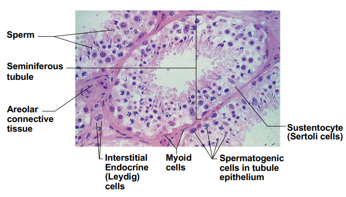 They produce androgens, mainly testosterone.
