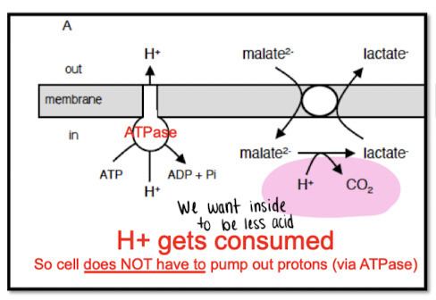 <p>Conversion to malate to lactate consumes a proton so you don’t have to use ATP to push that proton out of the cell (saves energy) - lowers pH</p><p></p>