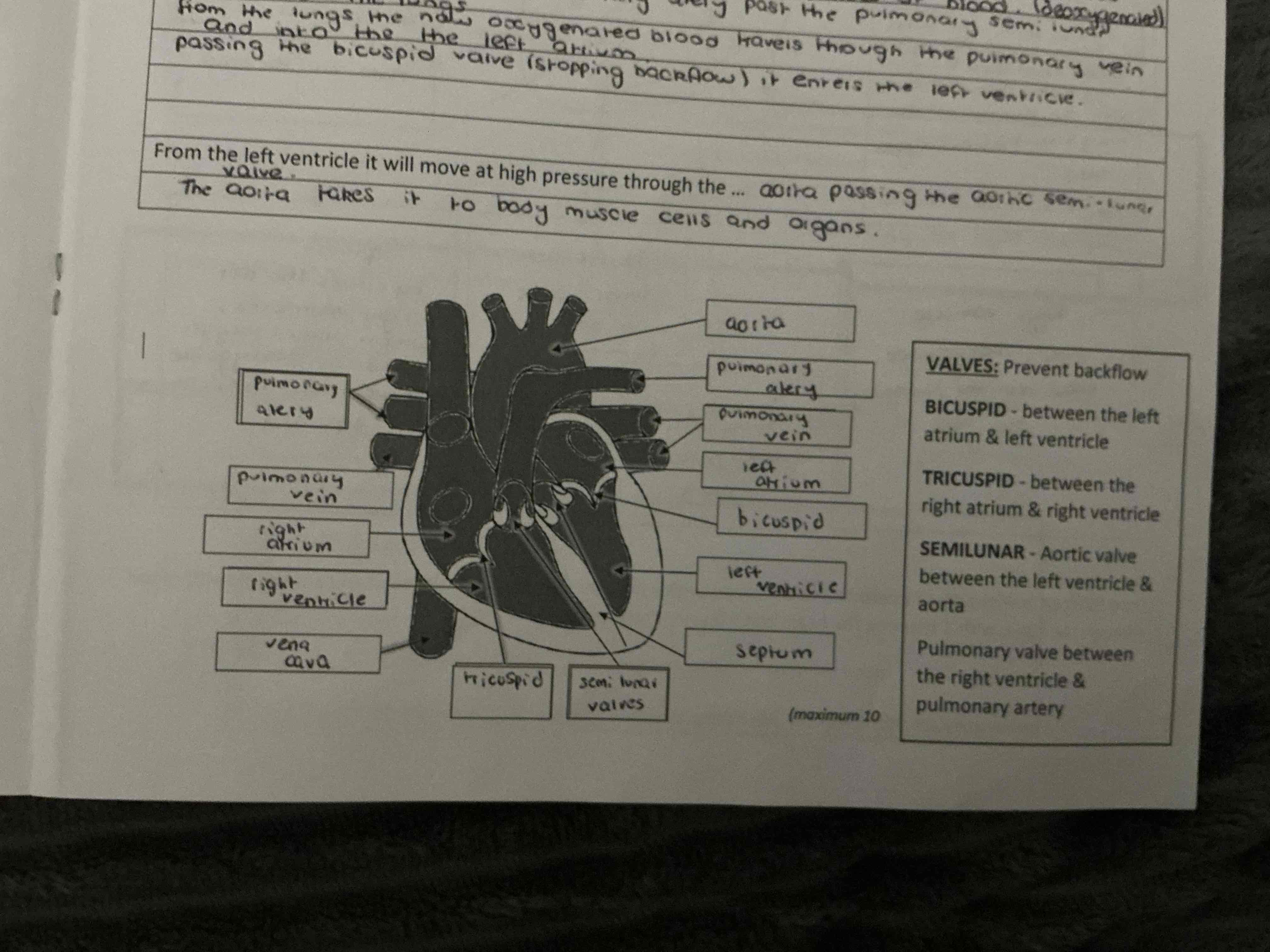 knowt flashcard image