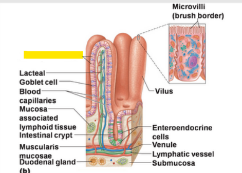 or enterocyte