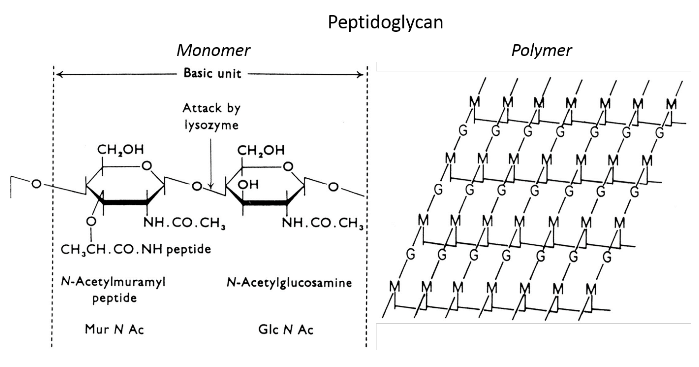 <ul><li><p>Structural component</p></li><li><p>Maintain shape</p></li><li><p>osmotic protectant</p></li></ul><p></p>