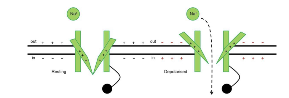 <p>Segment 4 of each domain has positively-charged amino acids that move outwards when the membrane depolarises to open the channel.</p>