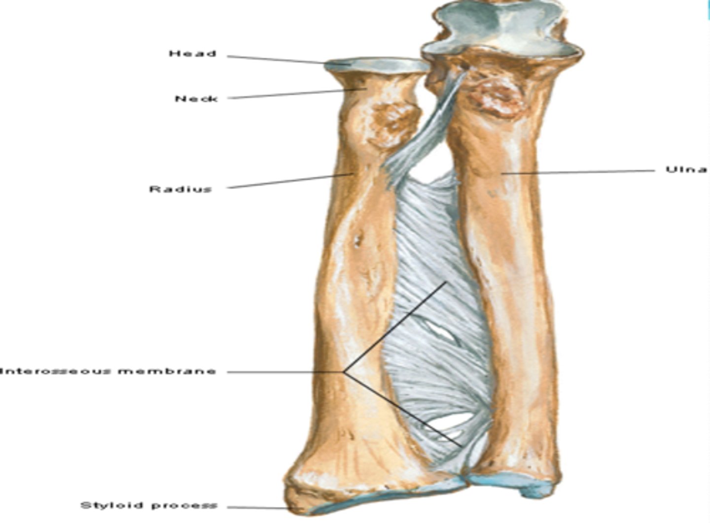<p>distal ending on lateral side of the shaft of radius</p>