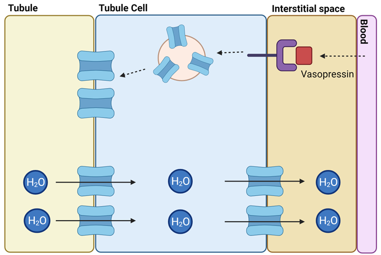 <ul><li><p><span style="font-family: "Gill Sans MT";"><strong><span>Vasopressin</span></strong><span>: hormone that controls water reabsorption</span></span></p></li><li><p><span style="font-family: "Gill Sans MT";"><span>Acts on receptors on collecting duct cells</span></span></p></li><li><p><span style="font-family: "Gill Sans MT";"><span>This causes aquaporin-rich vesicles inside cell to fuse with cell membrane</span></span></p><ul><li><p><span style="font-family: "Gill Sans MT";"><span>Thus delivering aquaporins to apical cell surface</span></span></p></li></ul></li><li><p><span style="font-family: "Gill Sans MT";"><span>Increases number of channels water can use to cross into body</span></span></p><ul><li><p><span style="font-family: "Gill Sans MT";"><span>Thus more water absorption into blood</span></span></p></li></ul></li></ul><p></p>