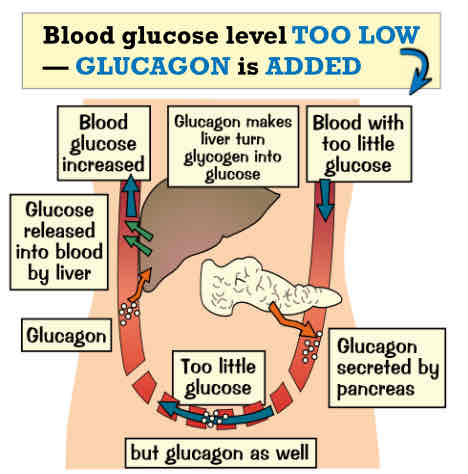 <ul><li><p>blood w too little glucose → glucagon secreted by pancreas → to little glucose → glucagon → glucose released into blood by liver → blood glucose increased → glucagon makes liver turn glycogen into glucose</p></li></ul>