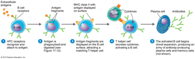 <p>Answer</p><p><strong>B</strong></p><p></p><p>The CD4+ helper T cells are required to activate B cells. When a B cell recognizes an antigen, it displays that antigen on its surface. The antigen is then recognized by the helper T cell and releases cytokines. The cytokines activate the B cell, resulting in clonal expansion. The B cells can differentiate into plasma cells or memory cells. It is the plasma cells that produce antibodies.</p><p>In a patient with AIDS, there are not many helper T cells in the body. Thus, even when a B cell recognizes and displays an antigen, it will not become a plasma cell without activation from the T cell.</p>