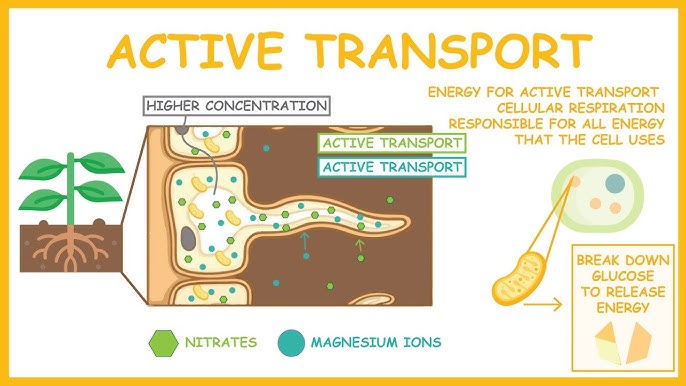 <p>Active transport</p>