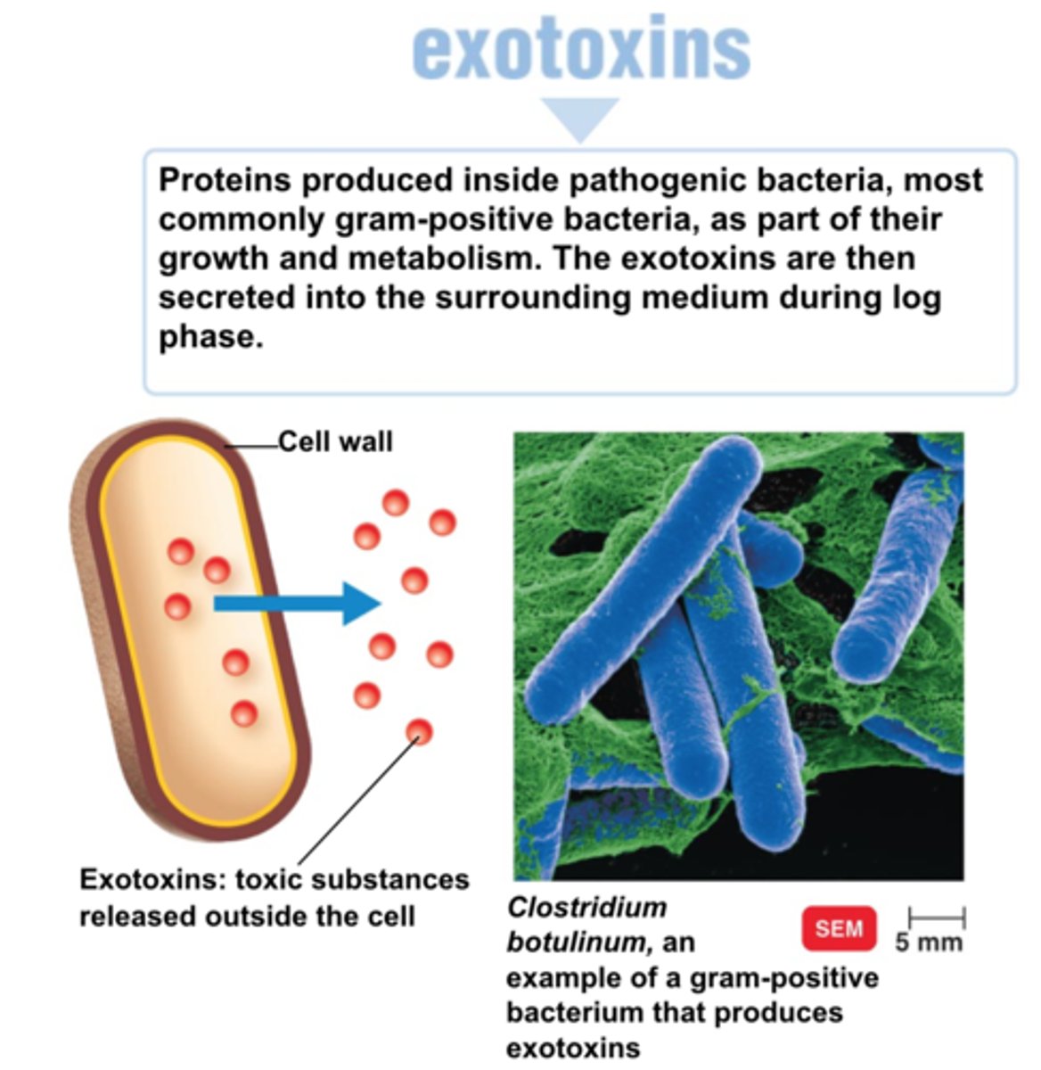 <p>mostly G+, some G-.</p><p>metabolic production from a living cell releases protein.</p><p>categorized based on body part infected. gene on plasmids.</p>